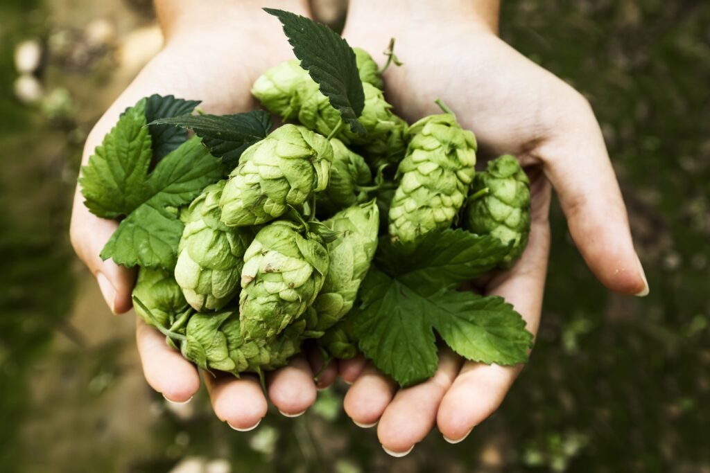 Person Holding Handfuls Unripe Green Pine Cones 1024x683